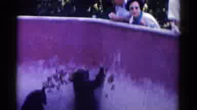 Catskill New York USA (1959): Woman And Man Watching Two Bears At The Zoo As The
