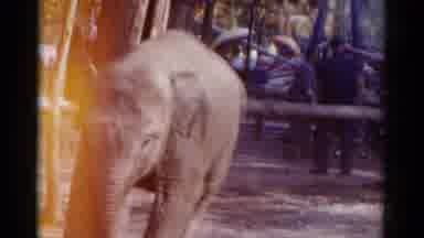 Catskill New York USA (1959): Grey Elephant Walking Through A Park With Children