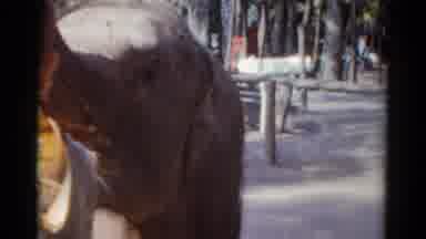 Catskill New York USA (1959): The Children Play On The Swings And Feed The