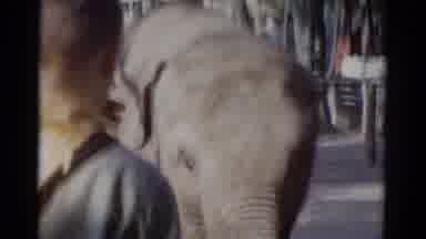 Catskill New York USA (1959): A Man Standing In Front Of And Engaging An Elephant