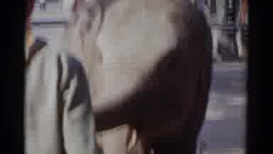 Catskill New York USA (1959): Clip Of A Little Boy Playing With An Elephant At The
