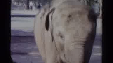 Catskill New York USA (1959): Close Up Shot Of Elephant Cuts To Boy Sitting At