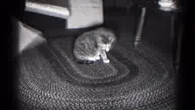 Hagerstown Maryland USA (1959): A White And Grey Cat Is Cleaning Herself While
