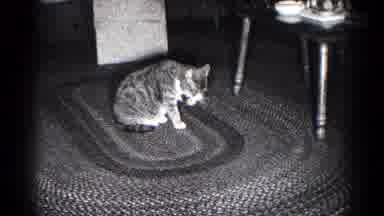 Hagerstown Maryland USA (1959): A Beautiful Cat In The Living Room Licking Its