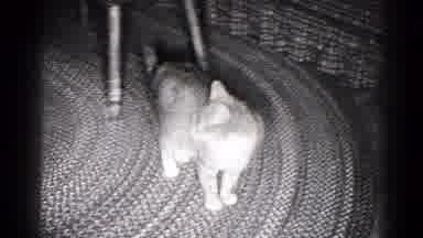 Hagerstown Maryland USA (1959): Cat Standing By Chair On A Rug Looks Around Before