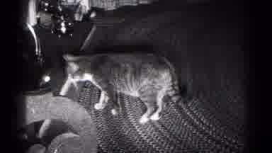 Hagerstown Maryland USA (1959): Person Wearing Grey Pants Picks Up Grey Cat From