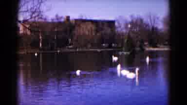 Hagerstown Maryland USA (1959): A Birds Are Swimming On The Water