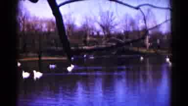 Hagerstown Maryland USA (1959): Many White Ducks Swim In A Large Lake Surrounded