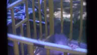Camden New Jersey (1960): Baby Sits In Brown Wooden Playpen Holding A White Bottle