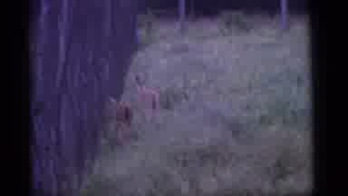 Camden New Jersey US (1960): The Deers Are There In The Forest He Ran Very Fast