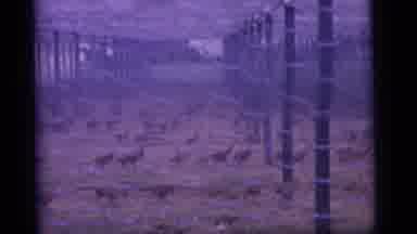 Camden New Jersey US-1960: Lots Of Chickens Run Quickly Around A Barren Field