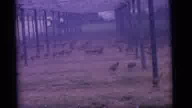 Camden New Jersey US (1960): Little Farm On The Pond