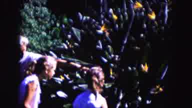 Miami Florida USA (1960): Woman With Two Young Girls In Park Enjoying The Day