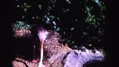 Miami Florida USA (1960): The Animal Is Placed In The Forest Area
