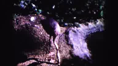 Miami Florida USA (1960): Animals In The Wild
