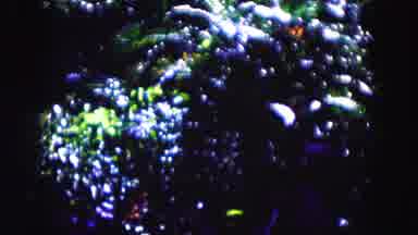 Miami Florida USA (1960): Video Of Leaves Of Trees In The Daytime Sun Shining