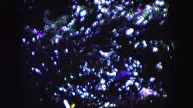 Miami Florida USA (1960): The Flowers Are Bloom Very Pretty And Colorful