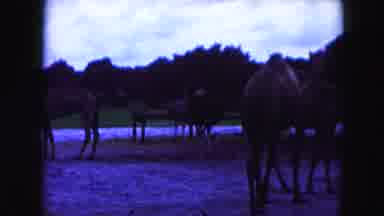 Miami Florida USA (1960): There Is A Lot Of Camel Standing On The Land