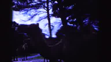 Miami Florida USA (1960): Many Of The Camels Are In The Forest Place