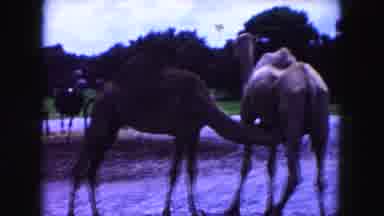 Miami Florida USA (1960): Many Of The Camels Are In The Place Looking Very