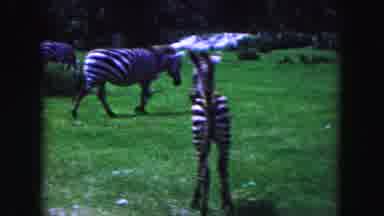 Miami Florida USA (1960): Zebras Roaming Free With A Nice Open Secluded Field To