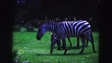 Miami Florida USA (1960): Zebras And Antelope Graze An Open Field While Safari