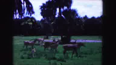 Miami Florida USA (1960): What Looks To Be Deer Walk Around Field While Baby Deer