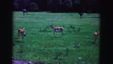 Miami Florida USA (1960): Running Deer And Ostrich