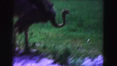 Miami Florida USA (1960): Some Different Animals Are In The Some Place