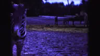 Miami Florida USA (1960): The Zebra Looking So The Beautiful In Place