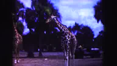 Miami Florida USA (1960): Two Giraffes Walking Together While A Jeep With One Man