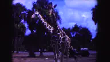 Miami Florida USA (1960): Pair Of Giraffes Walking Past Trees On A Sunny Day