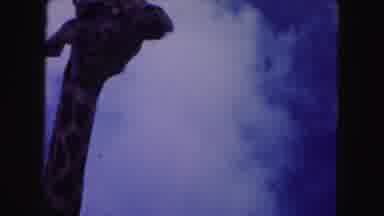 Miami Florida USA (1960): Close Up Views Of A Beautiful Tall Giraffe In An
