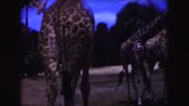 Miami Florida USA (1960): The Giraffe Is The Highest Animal In The Forest
