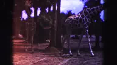 Miami Florida USA (1960): Giraffes Are Free Roaming On The Forest And One Is