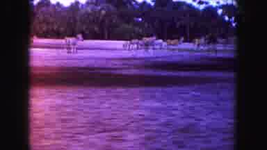 Miami Florida USA (1960): Moving View Of Wild Animals In Herds Feeding On