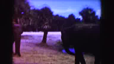 Miami Florida USA (1960): Two Adult Elephants By A Lake Taking The Sun And Waving