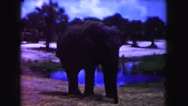Miami Florida USA (1960): Elephant In Wild Reaching For Food On Ground With Trunk