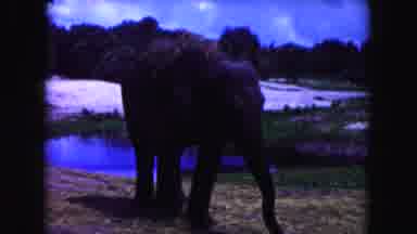 Miami Florida USA (1960): The Elephant Are Biggest Animal In A Forest