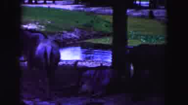 Miami Florida USA (1960): Wild Animal Is Drink Water And Enjoy The Surrounding
