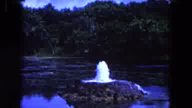 Miami Florida USA (1960): Women Follow Interesting Natural Phenomenon Within