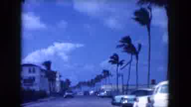Miami Florida USA (1960): Sky Wind Free Trees Dance Constant Movement