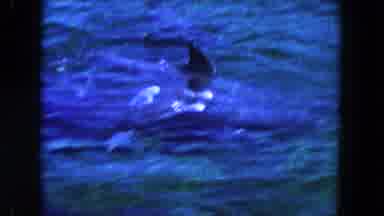 Miami Florida USA (1960): All People's Are Watching The Dolphin Pond Where Dolphin