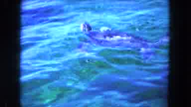 Miami Florida USA (1960): They Are Dragging Everyone From The Stadium To The Wild