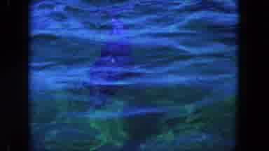 Miami Florida USA (1960): View Of Dolphins Swimming Towards Boat On A Bright Sunny