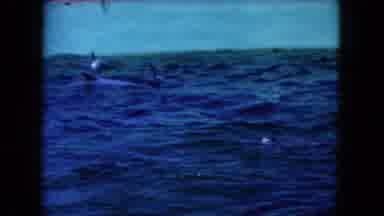 Miami Florida USA (1960): Image Of Dolphins Swimming In The Tank At The Water Park