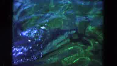 Miami Florida USA (1960): Dolphin Playing In Green Water