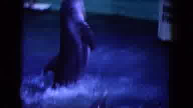 Miami Florida USA (1960): Happy Dolphins Eating While People Wondering About Their