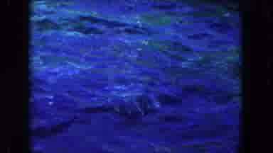 Miami Florida USA (1960): The Dolphins Are Happily Playing In The Sea