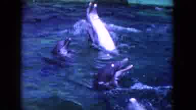 Miami Florida USA (1960): Old Footage Of Dolphins Swimming And Playing On The